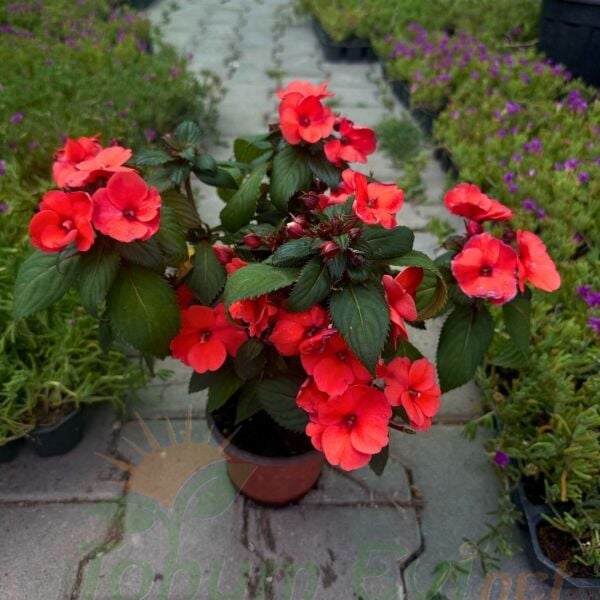 Cam Güzeli Çiçeği Kırmızı – Impatiens New Guinea