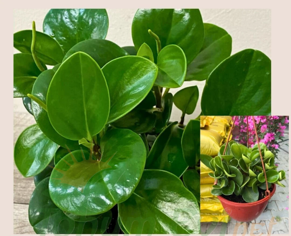 Bebek Kauçuk Askılı Saksıda - Peperomia obtusifolia