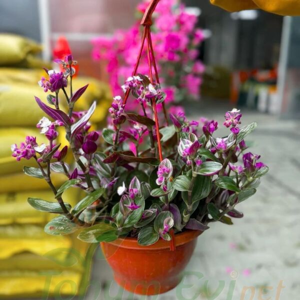 Telgraf Çiçeği Pembe Askılı Saksıda – Tradescantina Nanouk