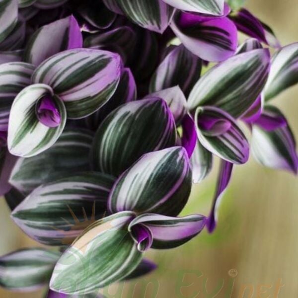 Telgraf Çiçeği Pembe Askılı Saksıda – Tradescantina Nanouk