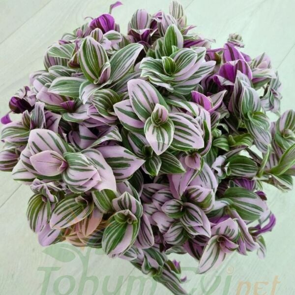 Telgraf Çiçeği Pembe Askılı Saksıda – Tradescantina Nanouk