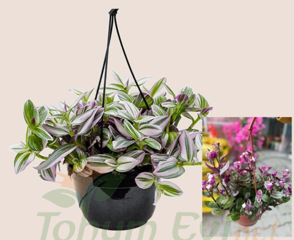 Telgraf Çiçeği Pembe Askılı Saksıda – Tradescantina Nanouk