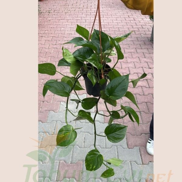 Patos Salon Sarmaşığı Askılı Saksıda - Golden Pothos - Epipremnum Aureum