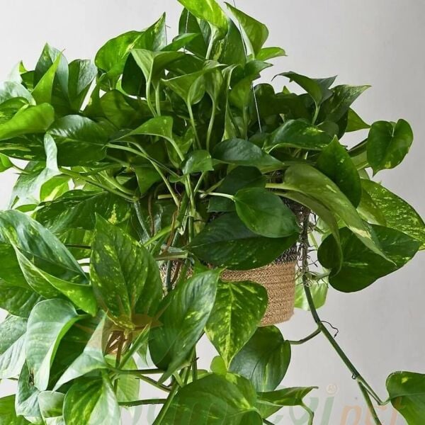 Patos Salon Sarmaşığı Askılı Saksıda - Golden Pothos - Epipremnum Aureum