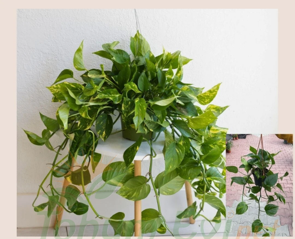Patos Salon Sarmaşığı Askılı Saksıda - Golden Pothos - Epipremnum Aureum