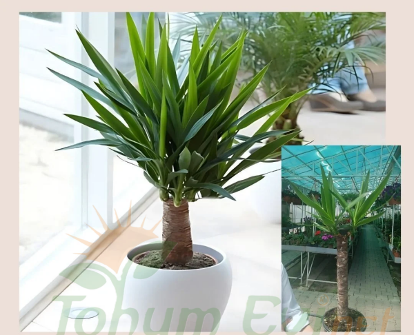 Yuka Bitkisi - Yucca Elephantipes Tek Dikim