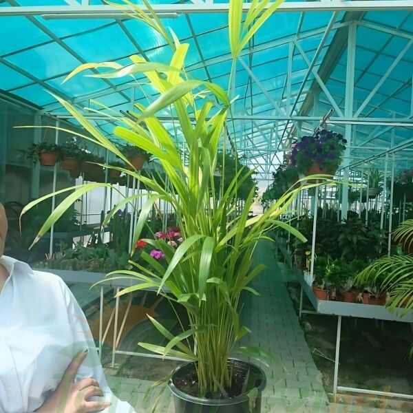 Areka Palmiyesi - Areca Lutescens