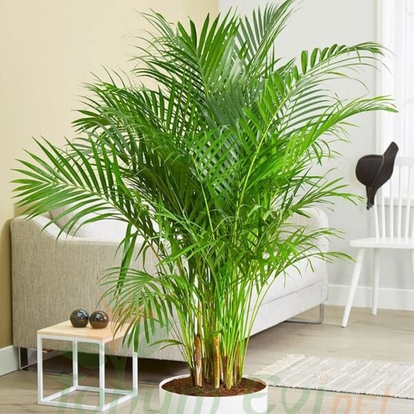 Areka Palmiyesi - Areca Lutescens