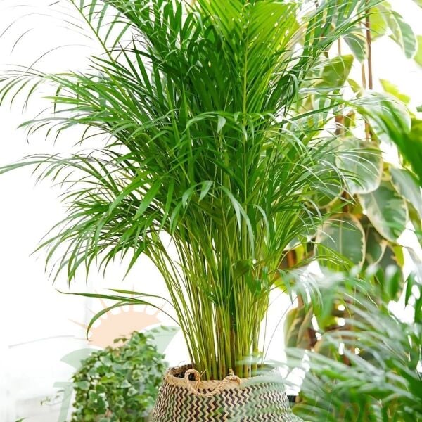 Areka Palmiyesi - Areca Lutescens