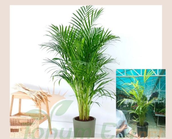 Areka Palmiyesi - Areca Lutescens