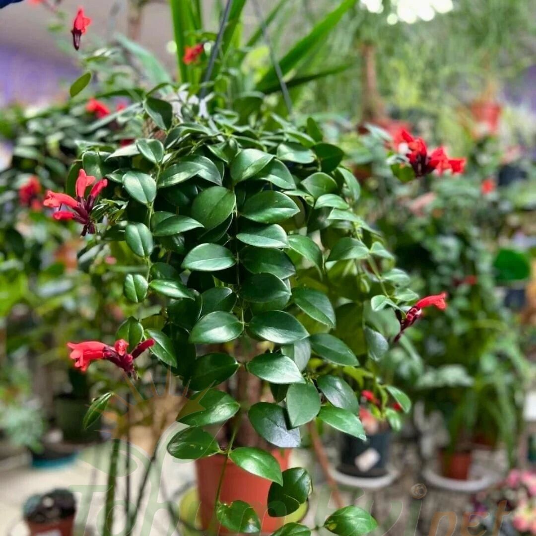 Ruj Çiceği - Asimetus / Aeschynanthus Sarmasigi - Ev ve Balkon Bitkisi