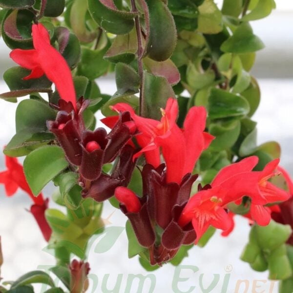 Ruj Çiceği - Asimetus / Aeschynanthus Sarmasigi - Ev ve Balkon Bitkisi