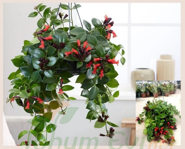 Ruj Çiceği - Asimetus / Aeschynanthus Sarmasigi - Ev ve Balkon Bitkisi