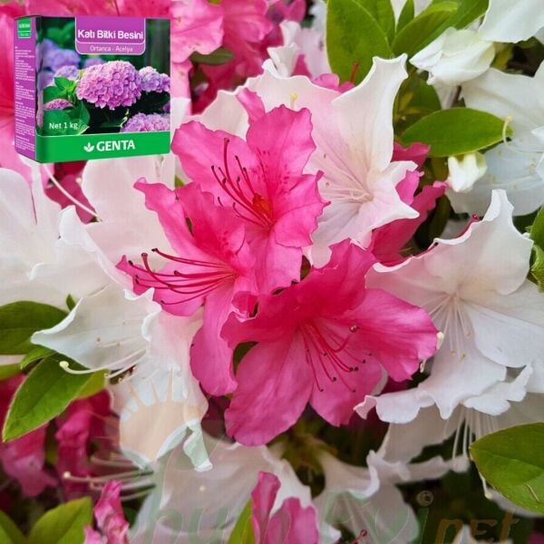 Genta Katı Bitki Besini Ortanca Açelya - 1 kg