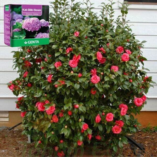 Genta Katı Bitki Besini Ortanca Açelya - 1 kg