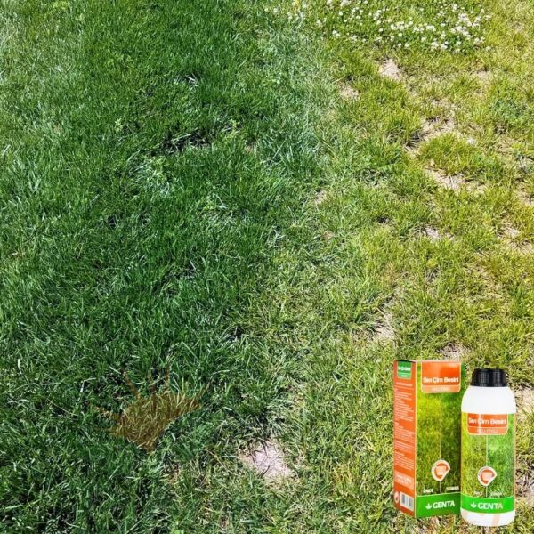 Genta Sıvı Çim Besini - 1 lt