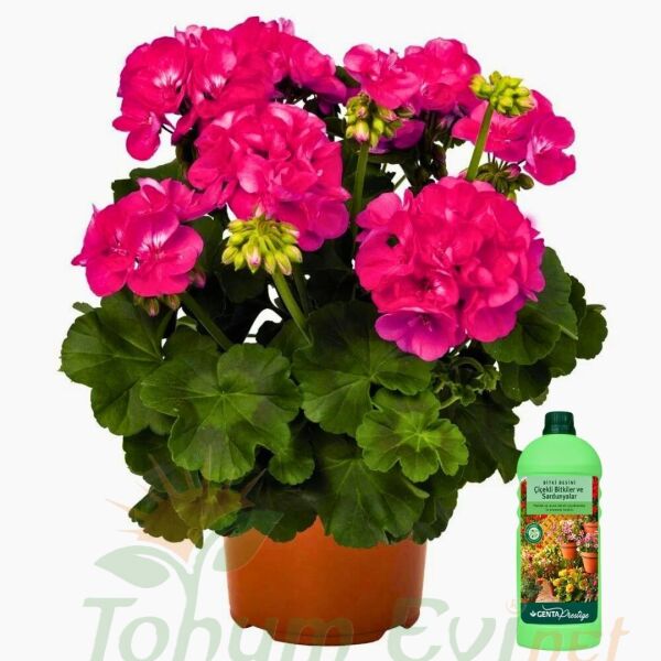 Genta Prestige Çiçekli Bitkiler ve Sardunyalar Sıvı Bitki Besini - 500 ml