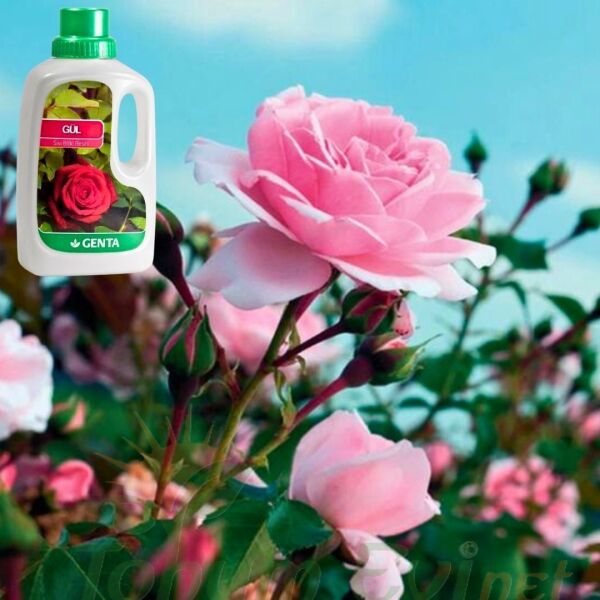 Genta Gül Sıvı Bitki Besini - 500 ml