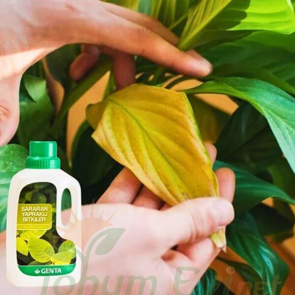 Genta Sararan Yapraklı Bitkiler Sıvı Bitki Besini - 500 ml