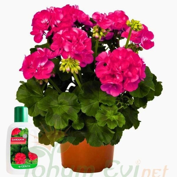 Genta Sardunya Sıvı Bitki Besini - 500 ml