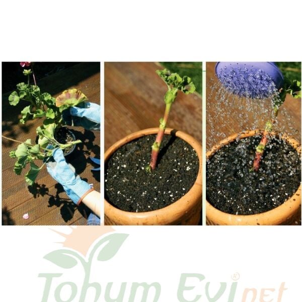 Genta Sardunya Sıvı Bitki Besini - 500 ml