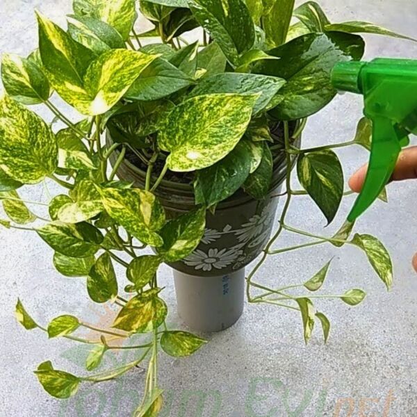 Genta Yeşil Yapraklı Bitkiler Sıvı Bitki Besini - 500 ml