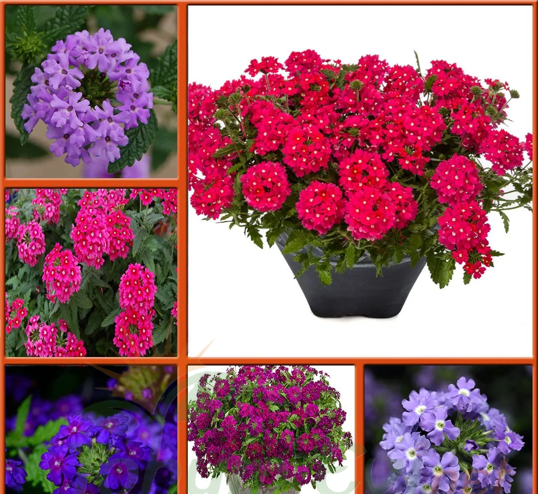 Yer Minesi Çiçeği – Verbena Tohumu