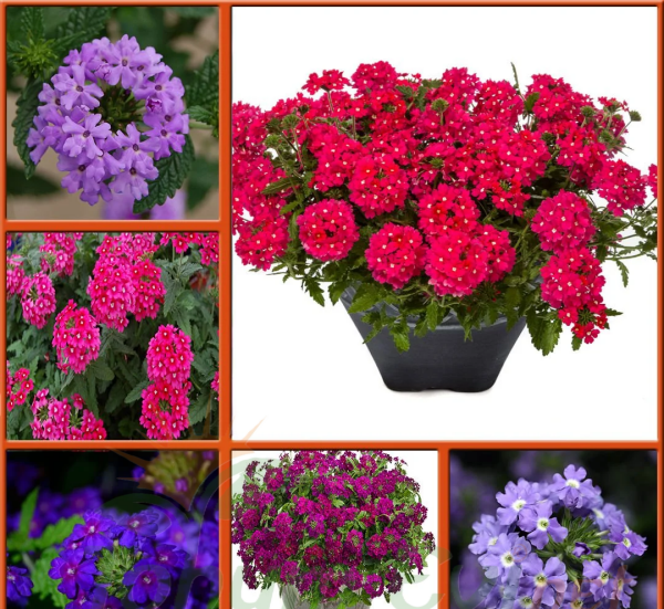 Yer Minesi Çiçeği – Verbena Tohumu