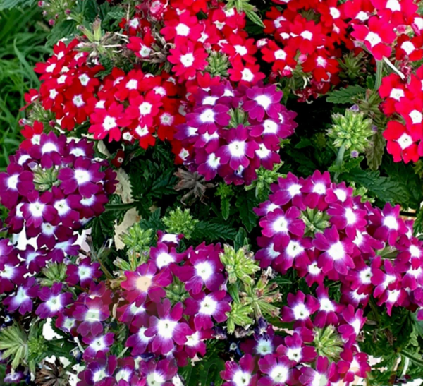 Yer Minesi Çiçeği – Verbena Tohumu