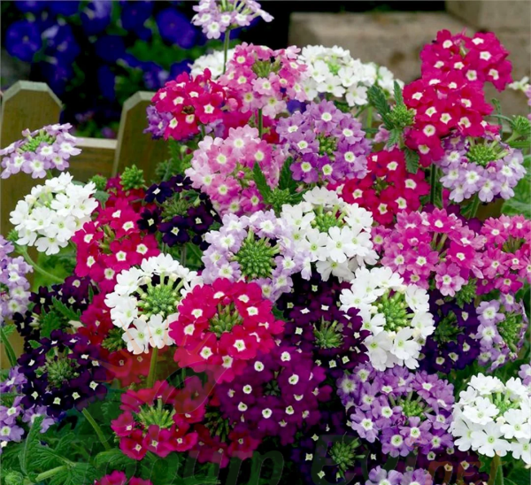 Yer Minesi Çiçeği – Verbena Tohumu