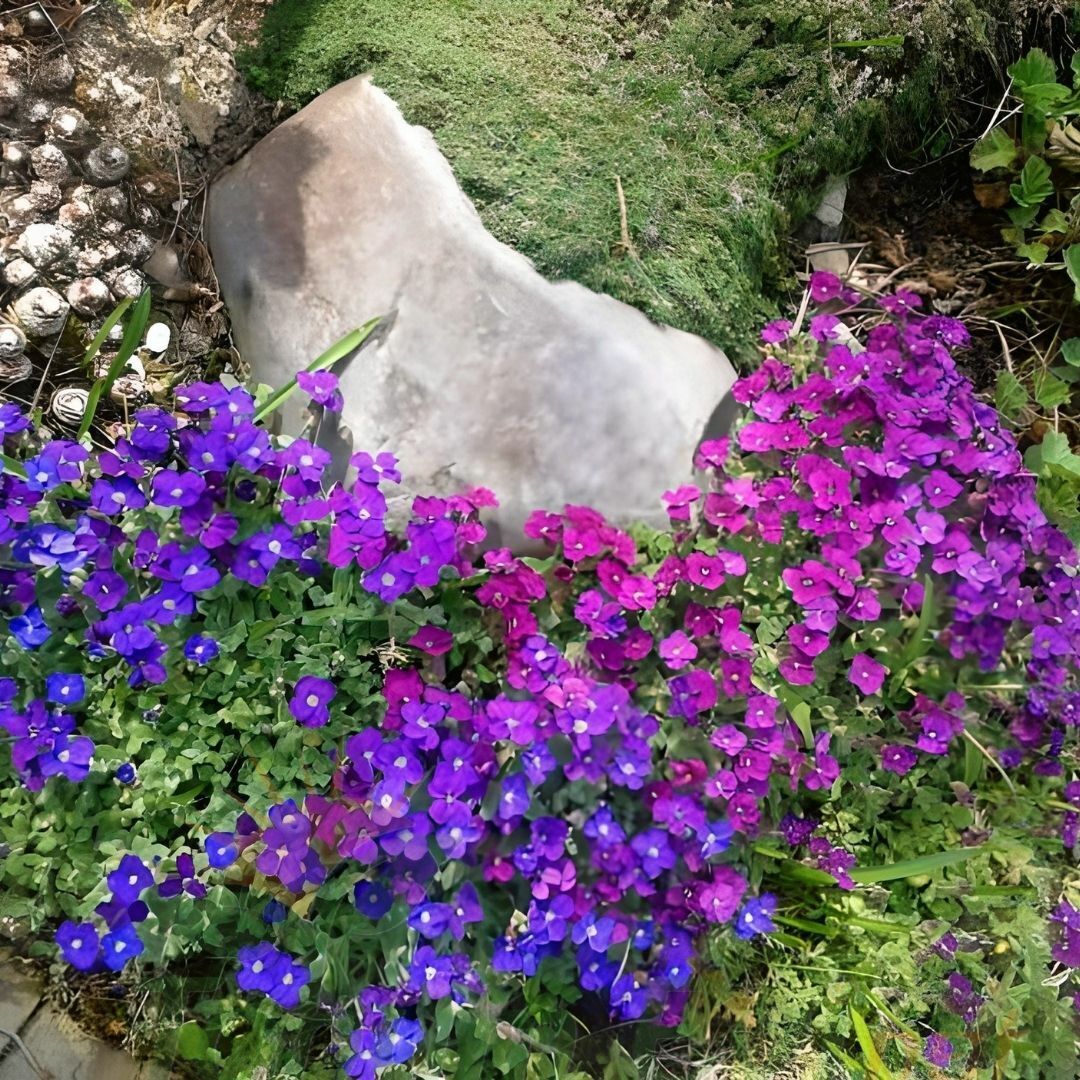 Obrizya Çiçeği Tohumu - Aubrieta Deltoide