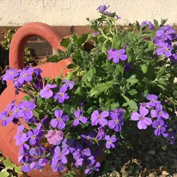 Obrizya Çiçeği Tohumu - Aubrieta Deltoide