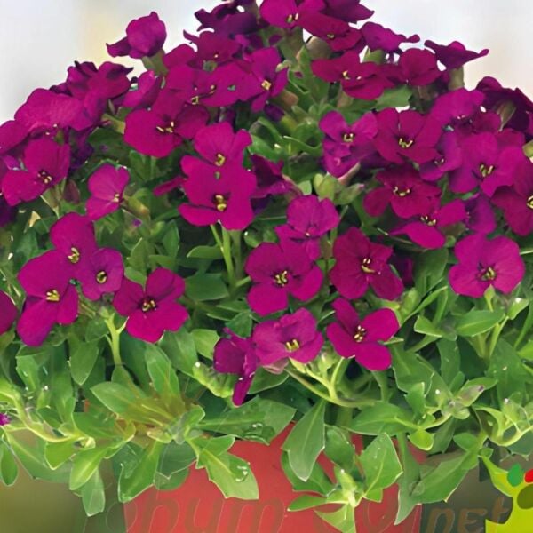 Obrizya Çiçeği Tohumu - Aubrieta Deltoide