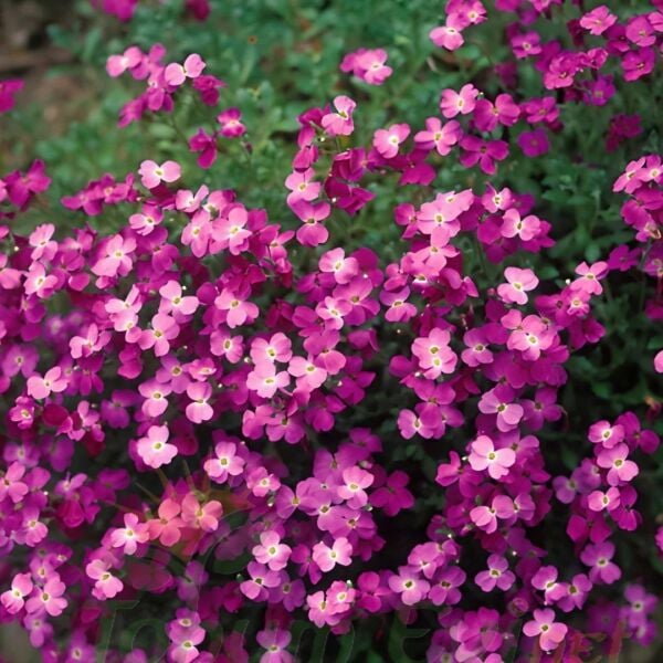 Obrizya Çiçeği Tohumu - Aubrieta Deltoide