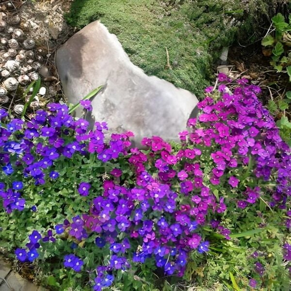 Obrizya Çiçeği Tohumu - Aubrieta Deltoide