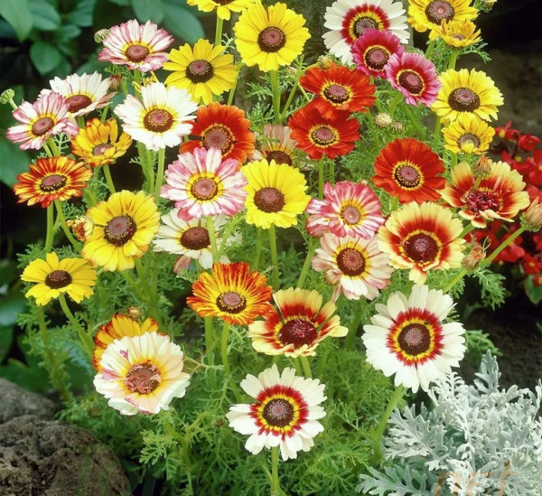 Üç Renkli Papatya Çiçeği Tohumu – Chrysanthemum Carinatum