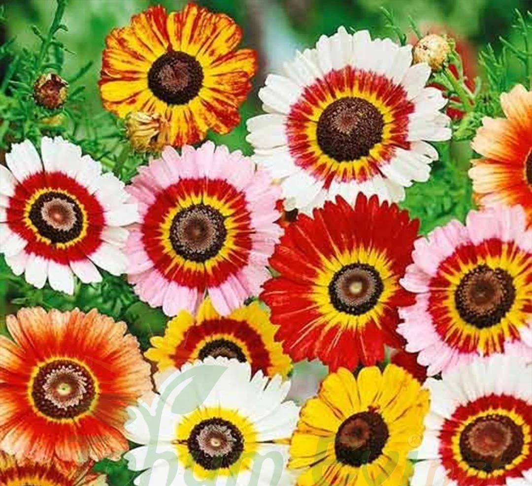 Üç Renkli Papatya Çiçeği Tohumu – Chrysanthemum Carinatum