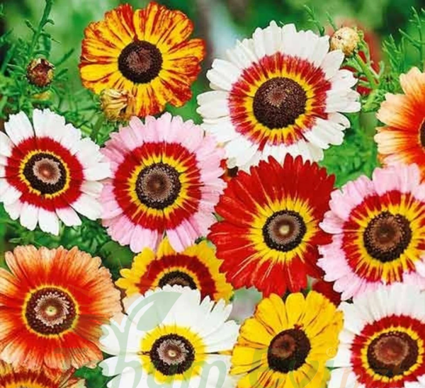Üç Renkli Papatya Çiçeği Tohumu – Chrysanthemum Carinatum