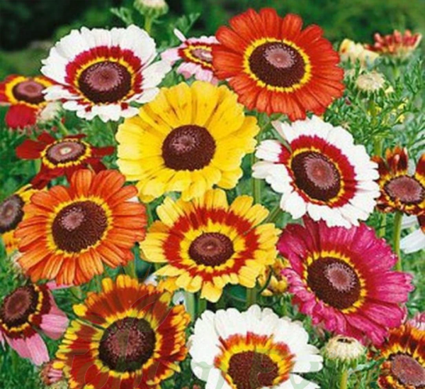 Üç Renkli Papatya Çiçeği Tohumu – Chrysanthemum Carinatum