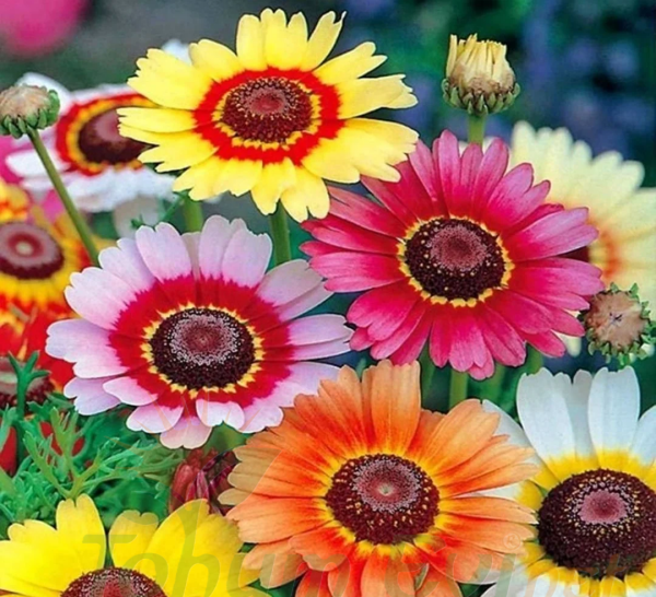 Üç Renkli Papatya Çiçeği Tohumu – Chrysanthemum Carinatum