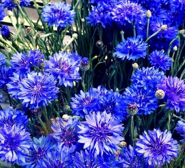 Mavi Kantaron Çiçeği Tohumu - Centaurea Cyanus