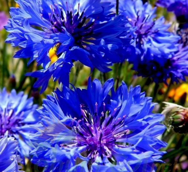 Mavi Kantaron Çiçeği Tohumu - Centaurea Cyanus