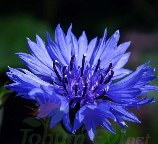 Mavi Kantaron Çiçeği Tohumu - Centaurea Cyanus