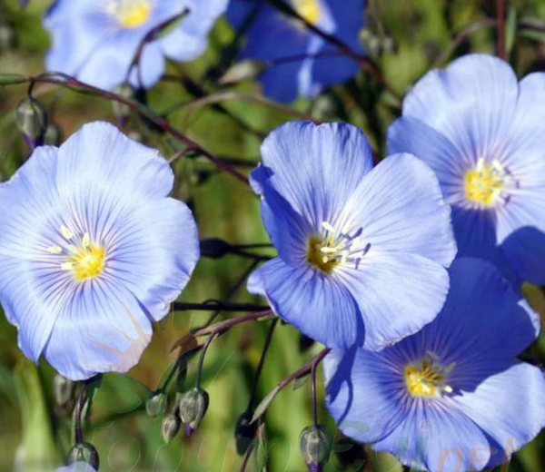 Keten Çiçeği Tohumu Mavi - Linum