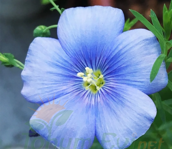 Keten Çiçeği Tohumu Mavi - Linum