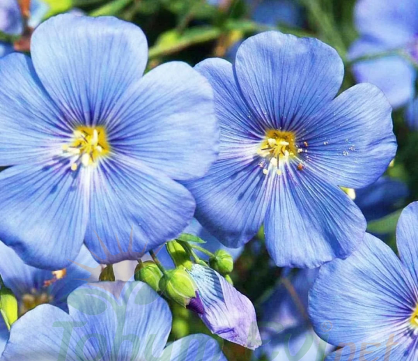 Keten Çiçeği Tohumu Mavi - Linum