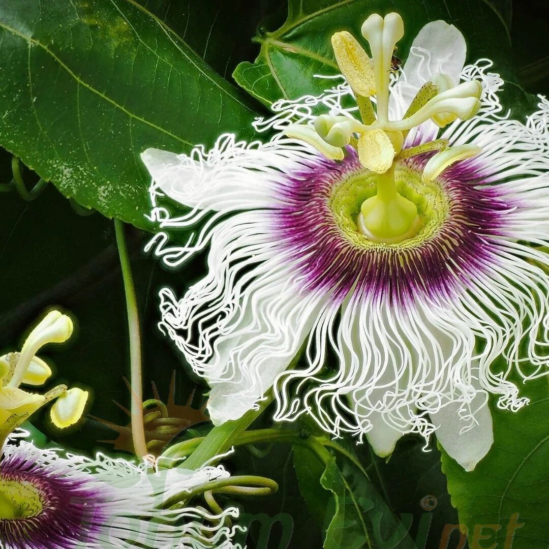 Çarkıfelek Çiçeği Tohumu - Passiflora Edulis - Maruçya Meyvesi