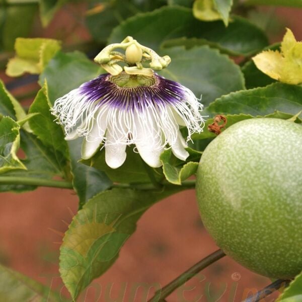 Çarkıfelek Çiçeği Tohumu - Passiflora Edulis - Maruçya Meyvesi