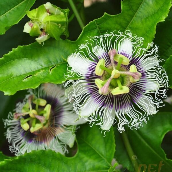 Çarkıfelek Çiçeği Tohumu - Passiflora Edulis - Maruçya Meyvesi