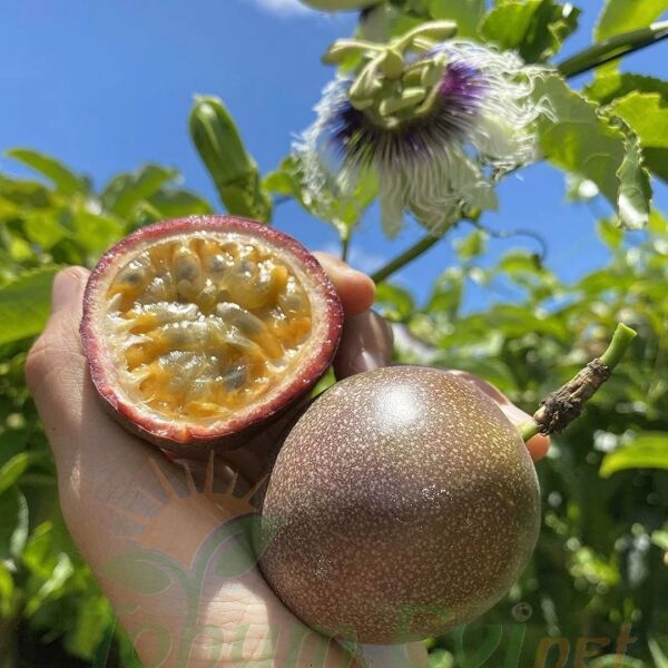 Çarkıfelek Çiçeği Tohumu - Passiflora Edulis - Maruçya Meyvesi